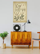 Diderot Antique Ferns Ii. Wall Art -Denis Diderot Designs