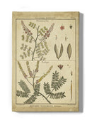 Diderot Antique Ferns Ii. Wall Art -Denis Diderot Designs