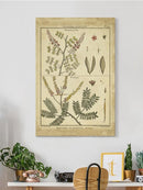 Diderot Antique Ferns Ii. Wall Art -Denis Diderot Designs