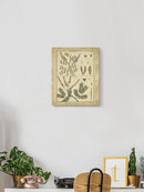 Diderot Antique Ferns Ii. Wall Art -Denis Diderot Designs