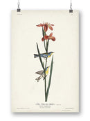 Blue Yellow-back Warbler Wall Art -John James Audubon Designs