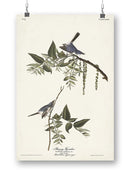 Bluegrey Flycatcher Wall Art -John James Audubon Designs