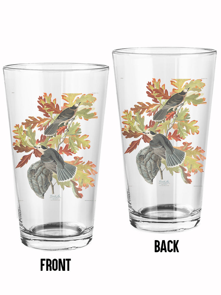 Canada Jay Ii Pint Glass -John James Audubon Designs