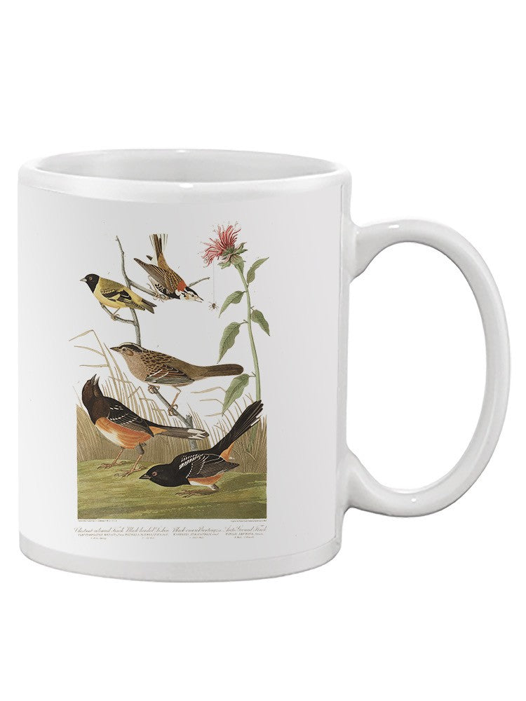 Chestnut Coloured Finches Mug -John James Audubon Designs