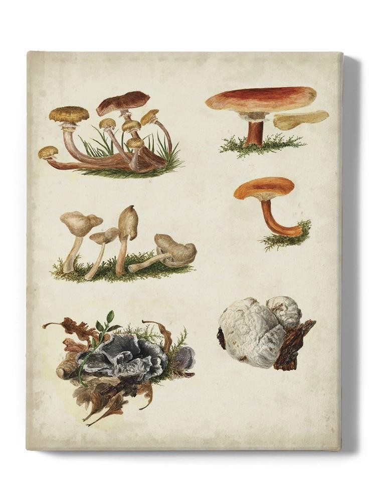 Mushroom Species X Wall Art -Vision Studio Designs