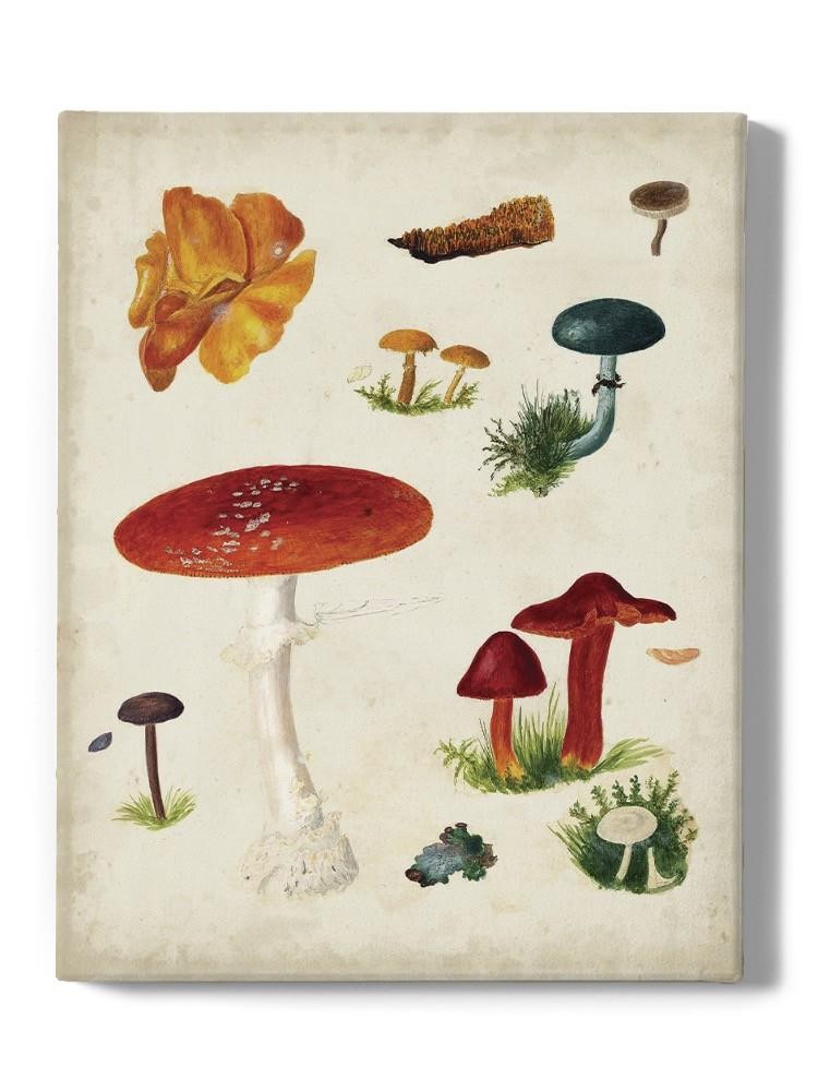 Mushroom Species Viii Wall Art -Vision Studio Designs