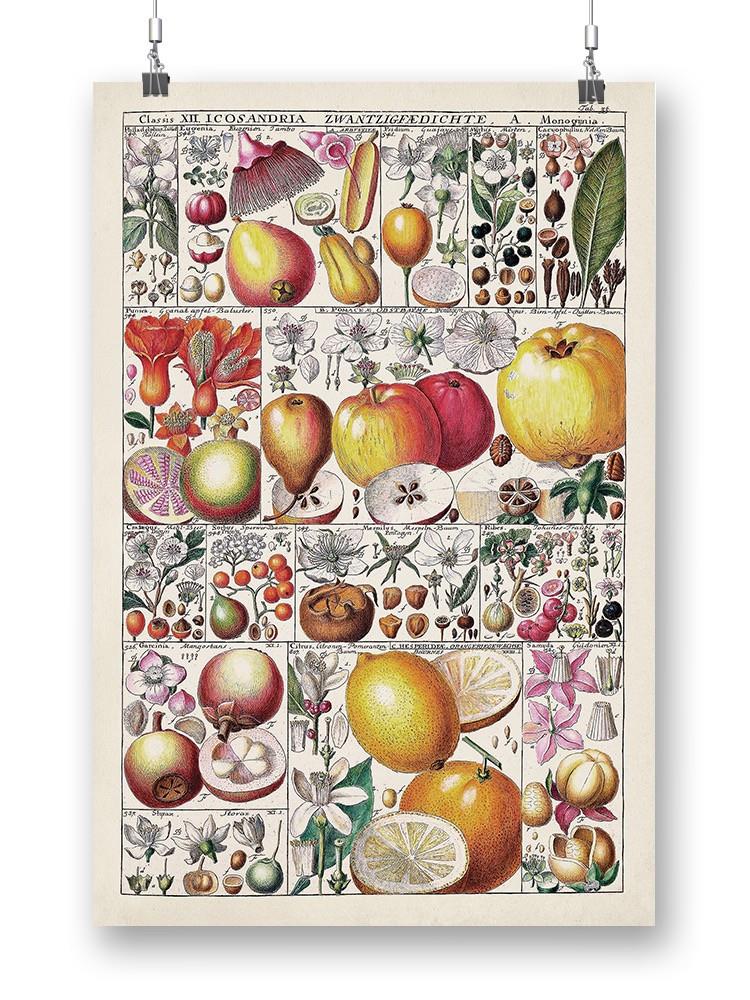 Fruit Chart Wall Art -Vision Studio Designs
