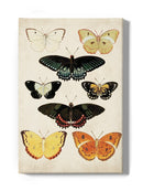 Butterflies Displayed Iii. Wall Art -Vision Studio Designs