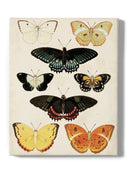 Butterflies Displayed Iii. Wall Art -Vision Studio Designs