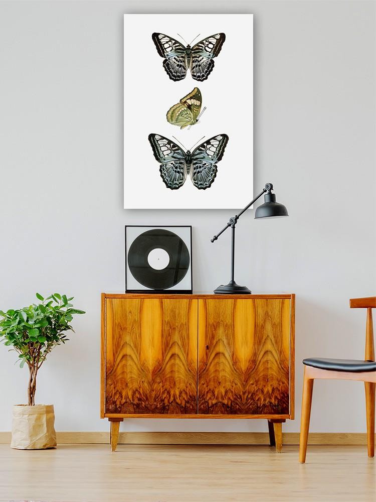Butterfly Specimen I Wall Art -Vision Studio Designs