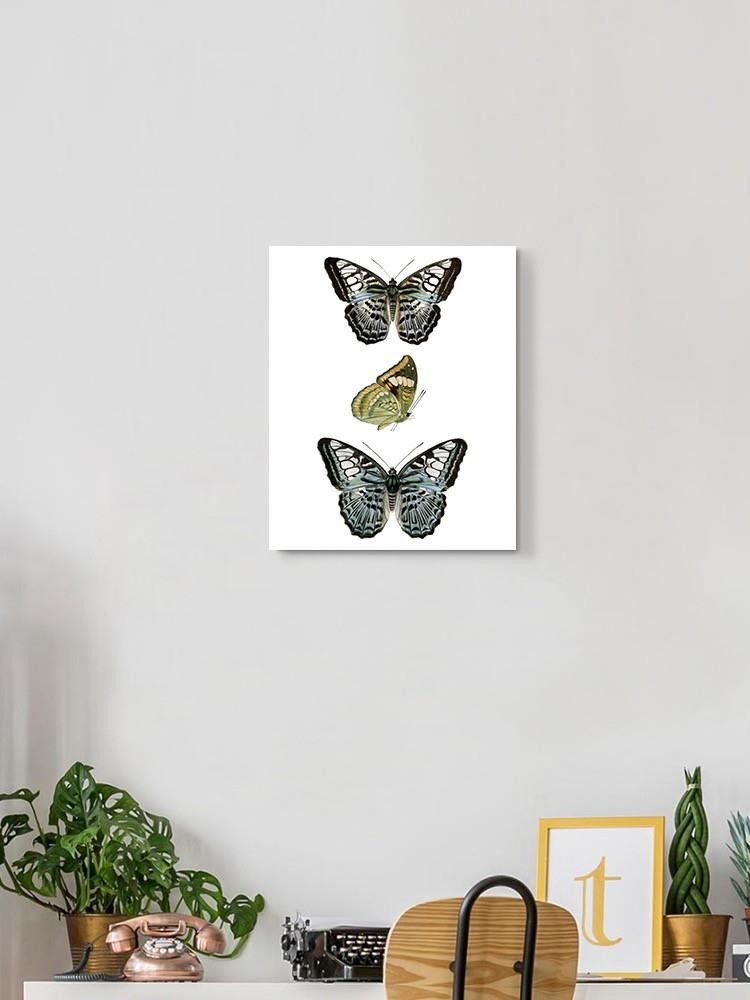 Butterfly Specimen I Wall Art -Vision Studio Designs