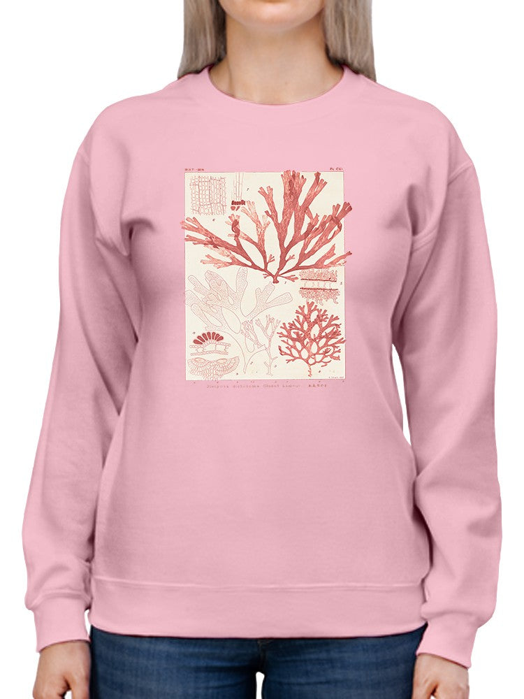 Antique Coral Seaweed Iv Sweatshirt -Vision Studio Designs