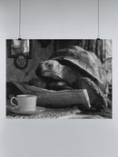 Tortoise Reading Morning News UN Poster