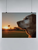 Golden Retriever Golf Sunset Scene UN Poster