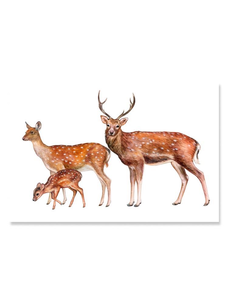 Watercolor Deer  Poster -Image by Shutterstock