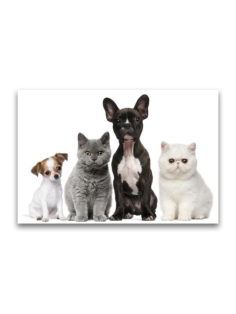 Group Of Adorable Baby Animals Poster -Image by Shutterstock