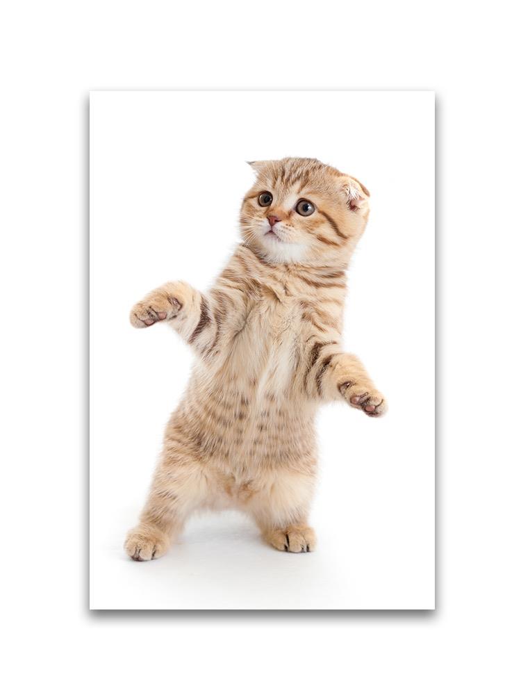 Adorable Tabby Kitty Dancing Poster -Image by Shutterstock