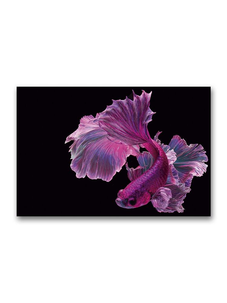 Incredible Elegant Violet Betta  Poster -Image by Shutterstock