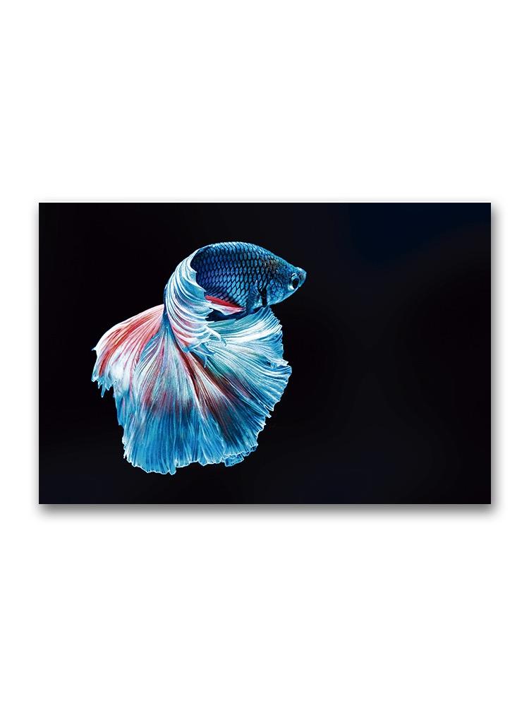 Incredible Portrait Blue Betta Poster -Image by Shutterstock
