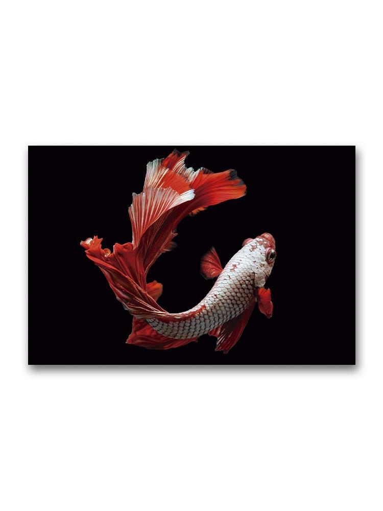 Swimming Red Betta Fish Poster -Image by Shutterstock