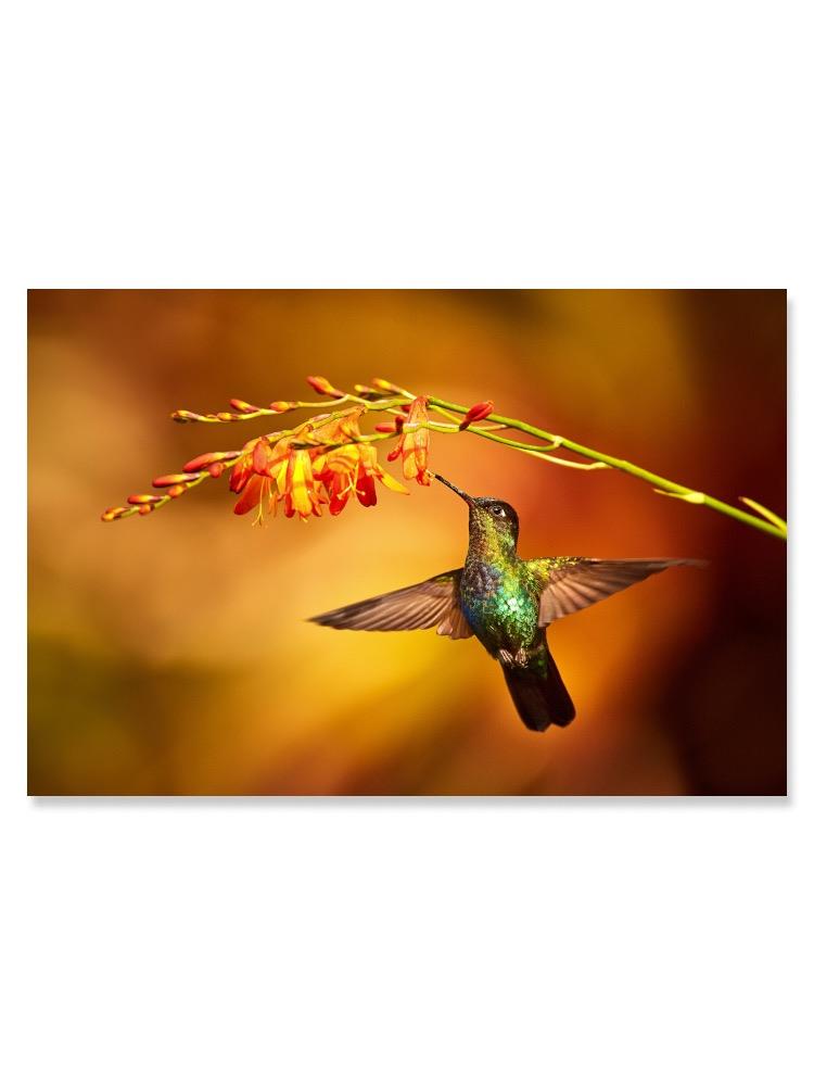 Hummingbird Drinking From Flower Poster -Image by Shutterstock