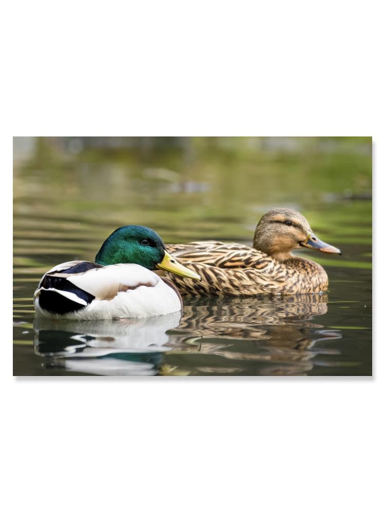 Male And Female Mallard Ducks Poster -Image by Shutterstock