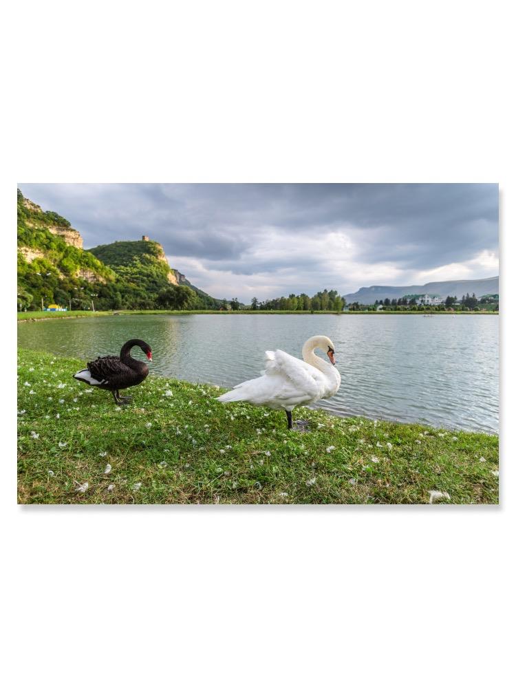 Black And White Swans On Lake Poster -Image by Shutterstock