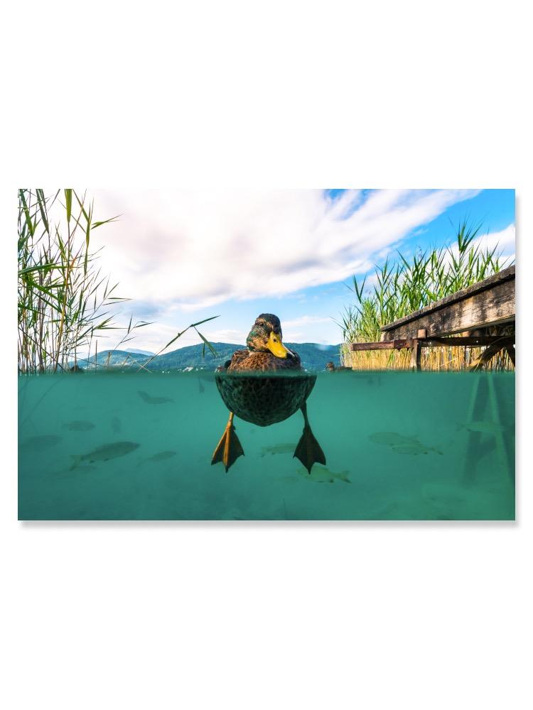 Underwater Picture Of Duck  Poster -Image by Shutterstock