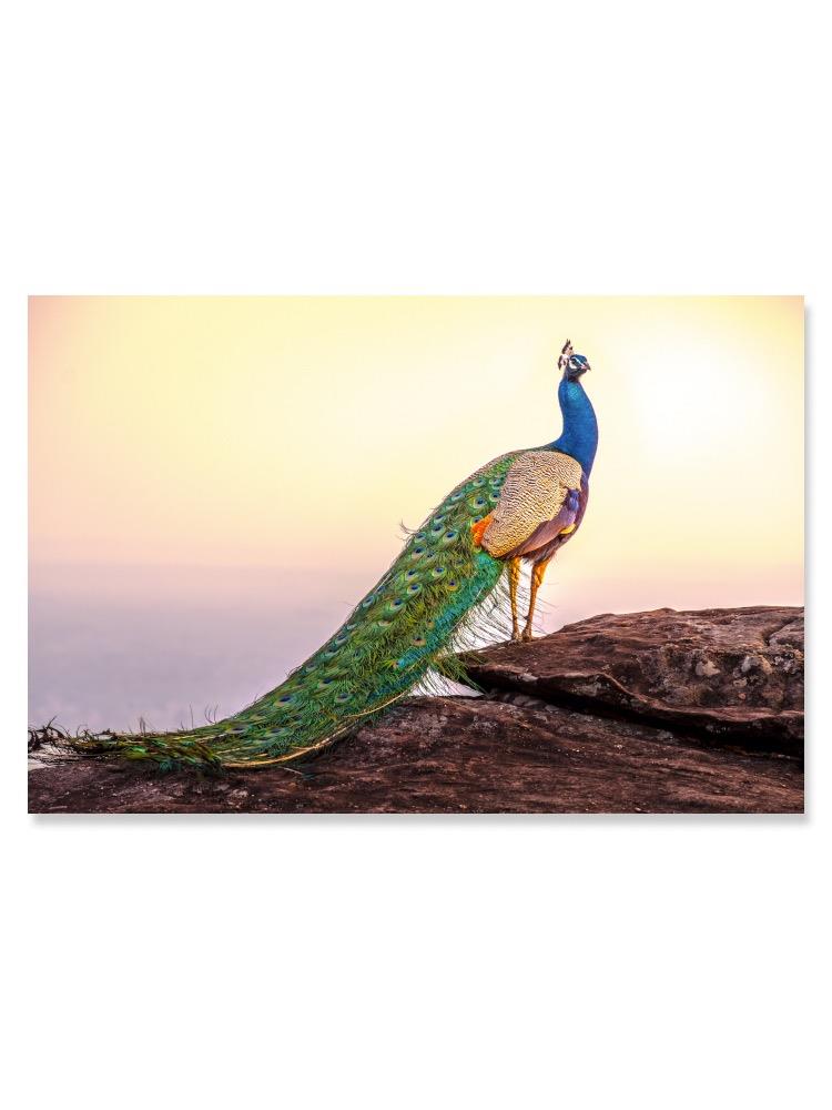 Backview Of A Peacock Bird Poster -Image by Shutterstock