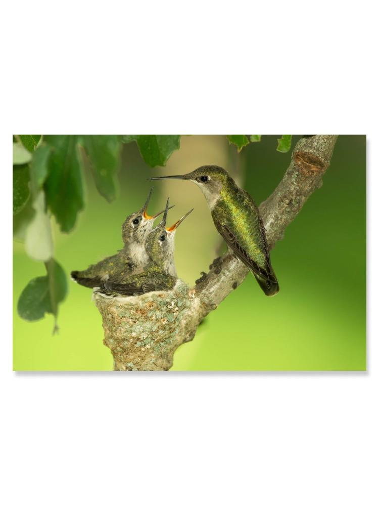 Hummingbird On Nest With Babies Poster -Image by Shutterstock