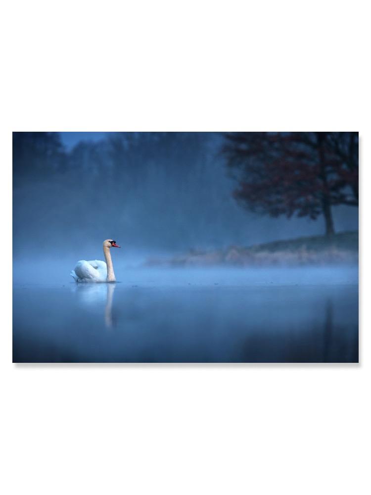 Gliding White Swan In Mist Poster -Image by Shutterstock