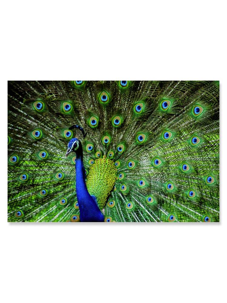 Indian Male Peacock Poster -Image by Shutterstock