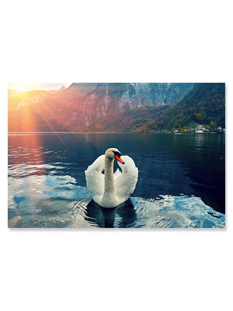 White Swan In Beautiful Lake Poster -Image by Shutterstock