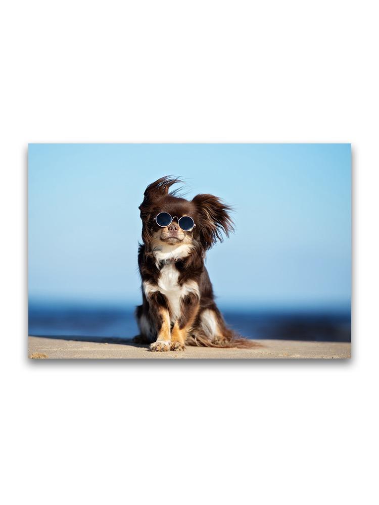 Fluffly Chihuahua In Sunglasses  Poster -Image by Shutterstock