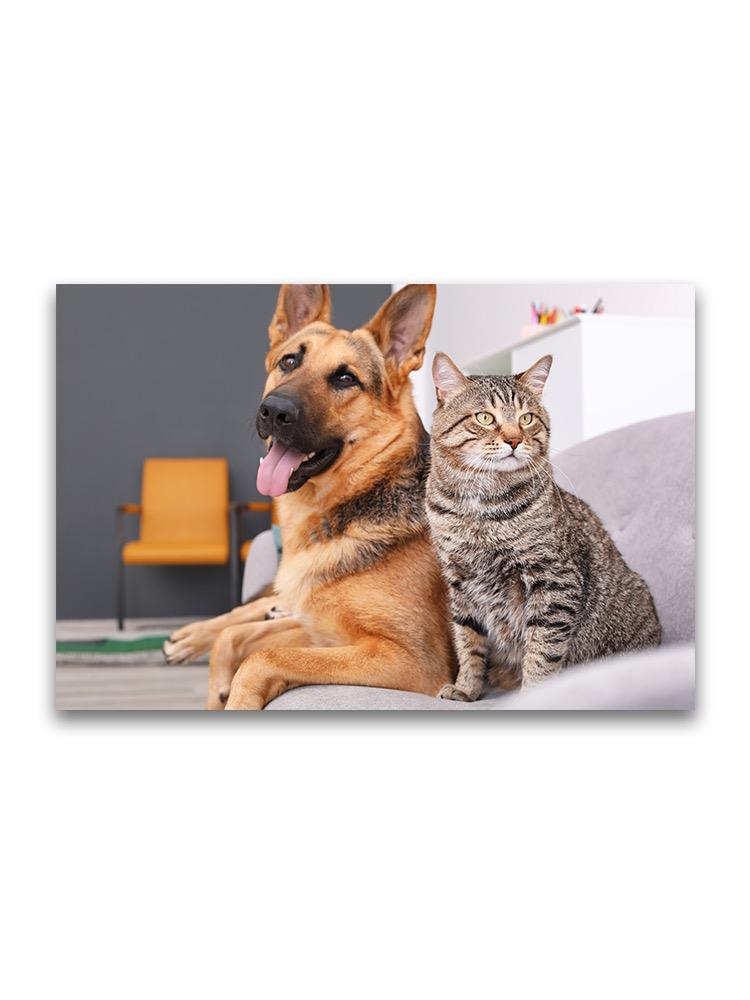 Resting Cat And Dog On Sofa Poster -Image by Shutterstock