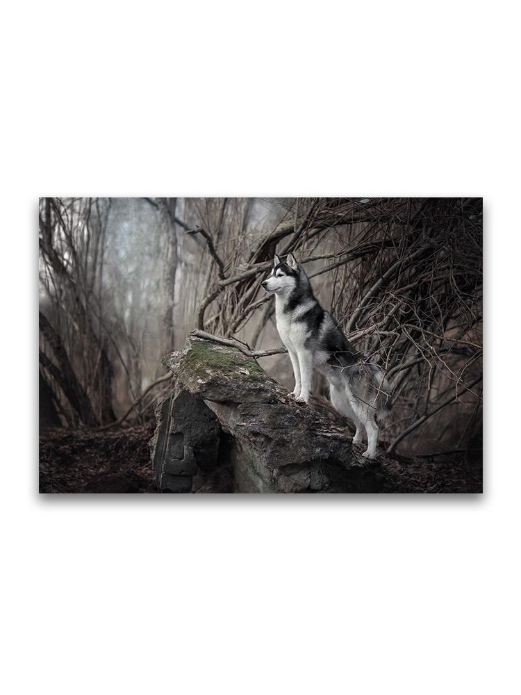 Siberian Husky In Forest Scenery Poster -Image by Shutterstock