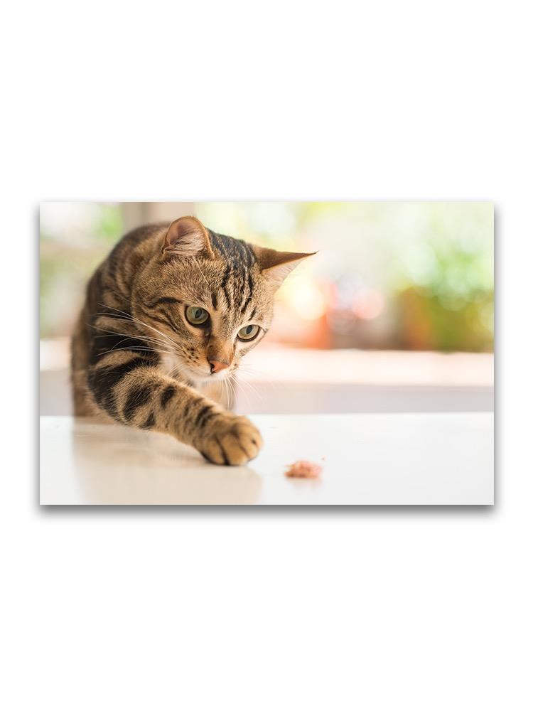 Curious Cat Reaching For Food Poster -Image by Shutterstock