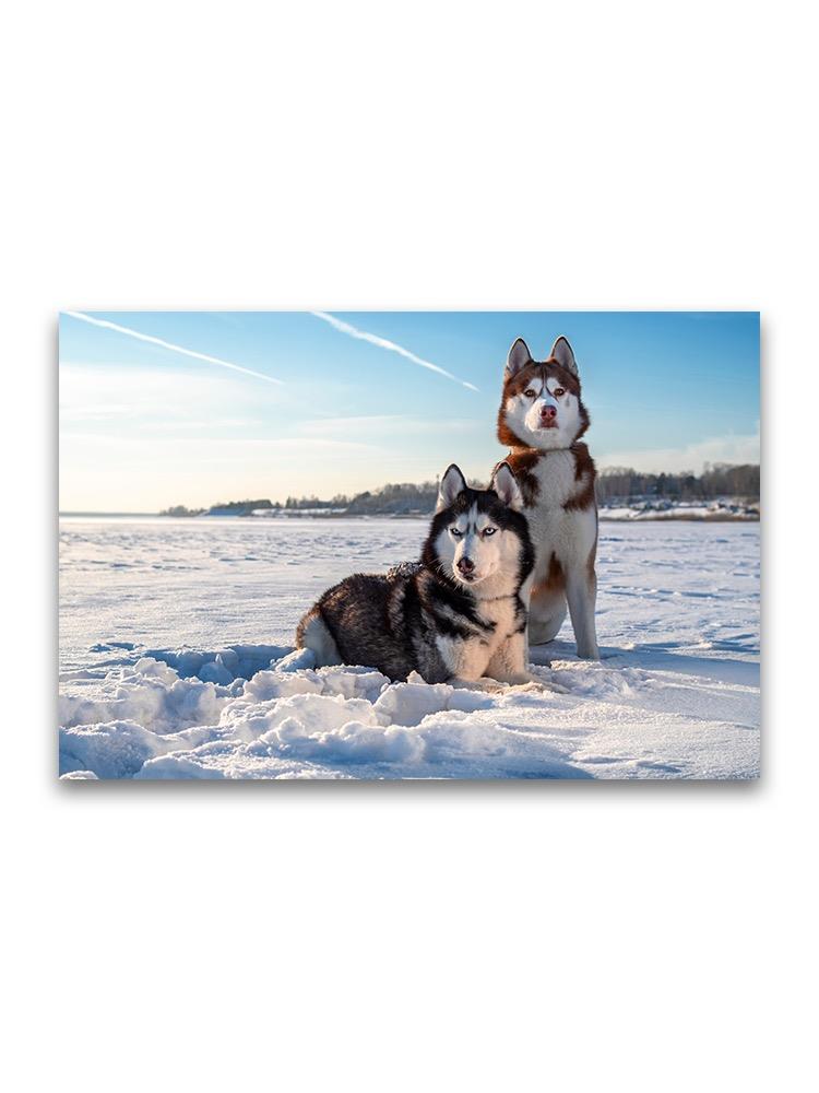 Amazing Pair Husky Dogs In Snow Poster -Image by Shutterstock
