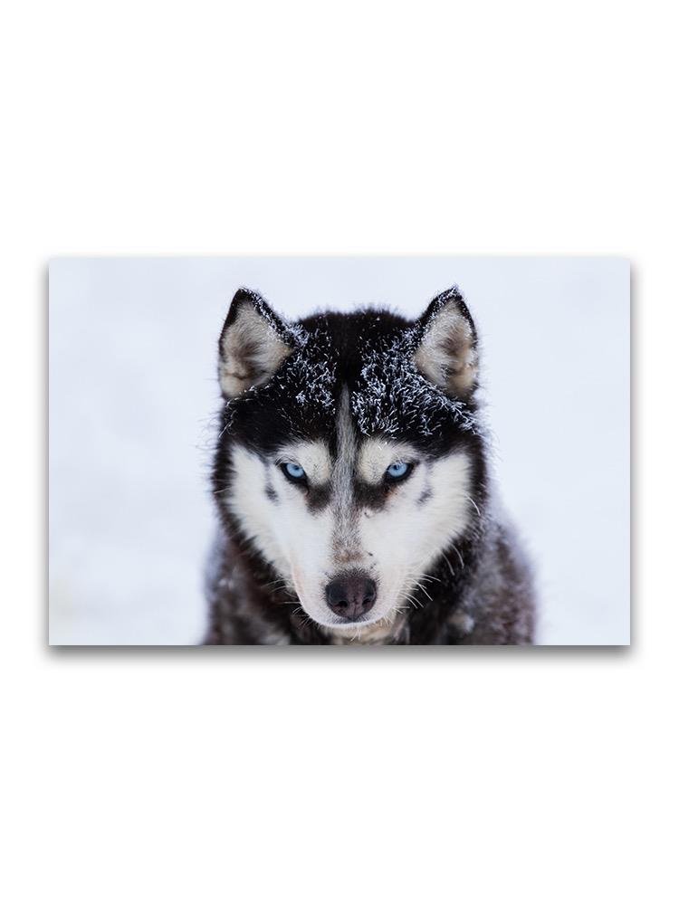 Beautiful Siberian Husky In Snow Poster -Image by Shutterstock