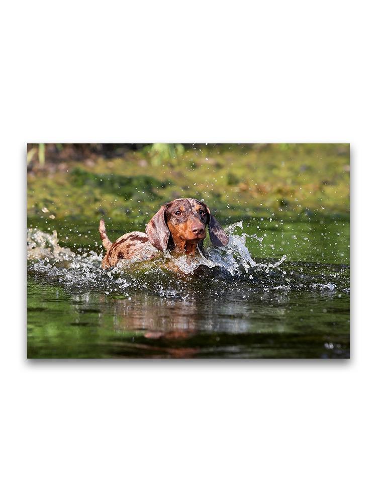Dachshund Dog Playing In Water Poster -Image by Shutterstock