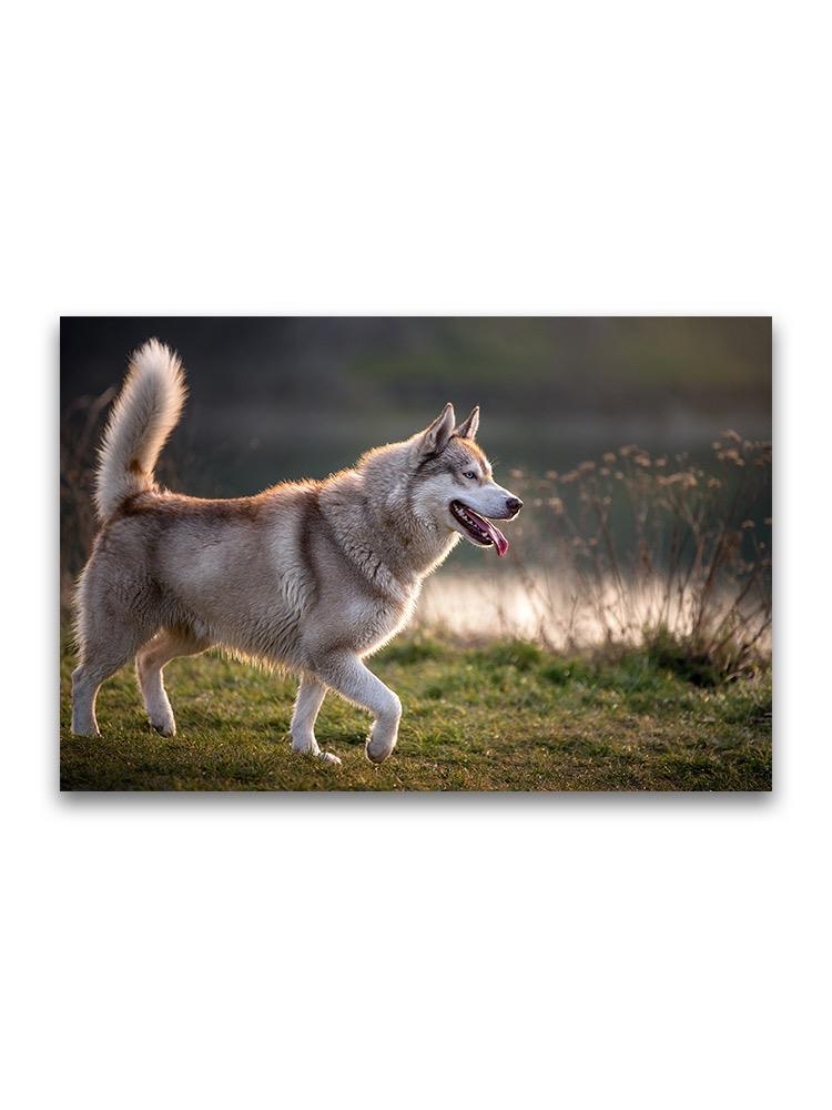 Beautiful Husky Walking On Grass Poster -Image by Shutterstock