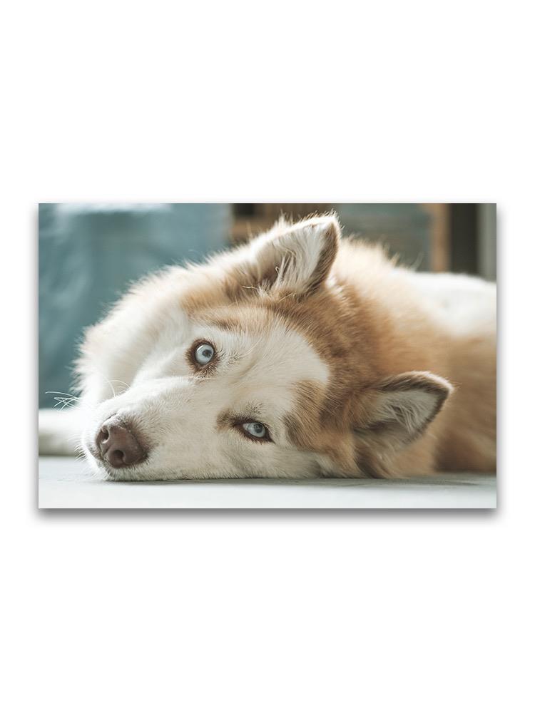 Gorgeous Siberian Husky Lying Poster -Image by Shutterstock