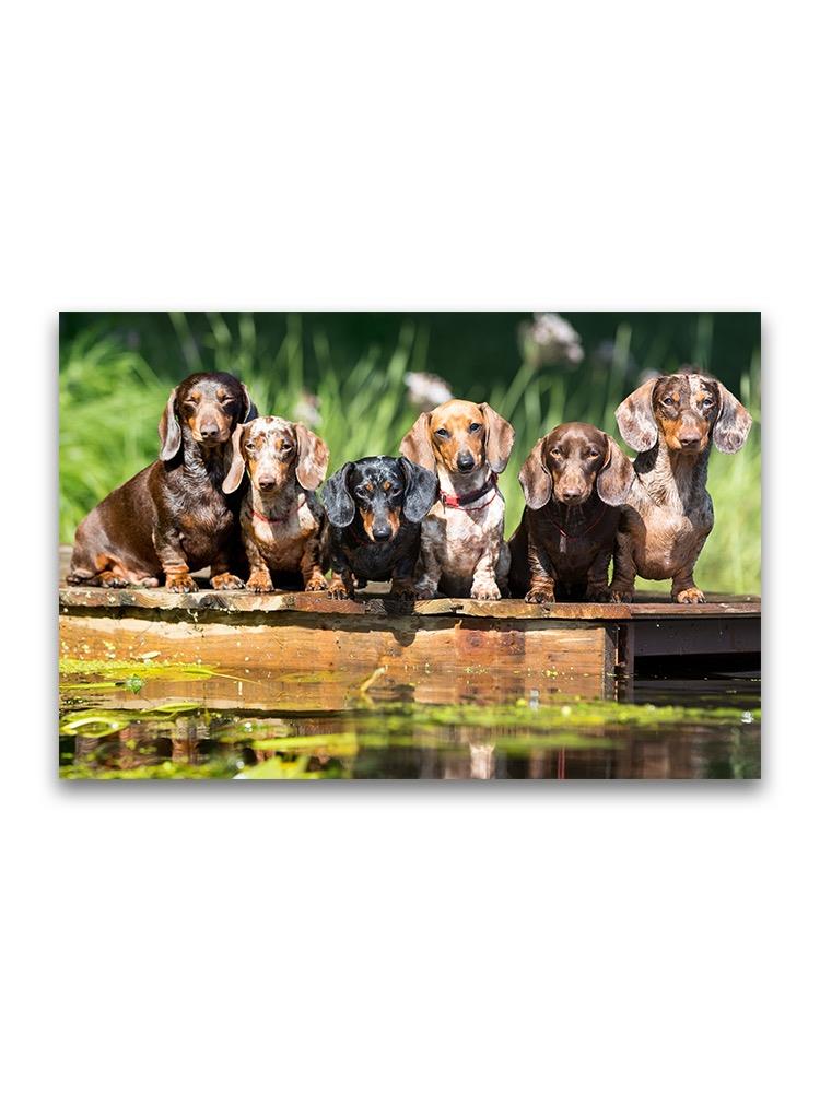 Amazing Group Of Dachshund Dogs Poster -Image by Shutterstock