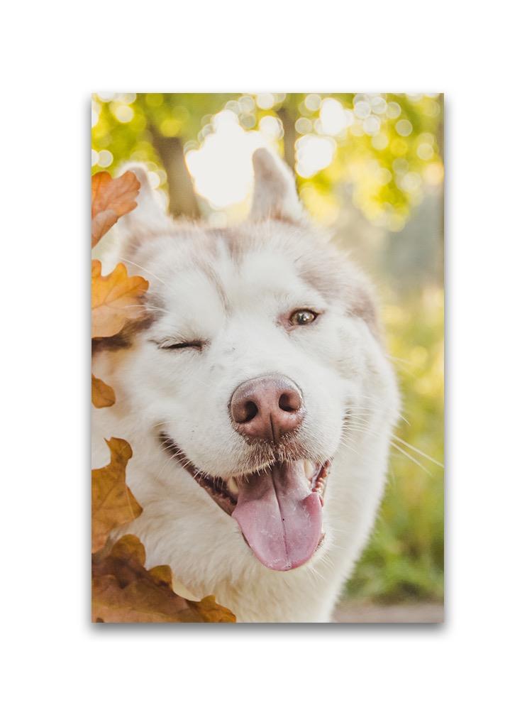 Young Happy Husky  Poster -Image by Shutterstock
