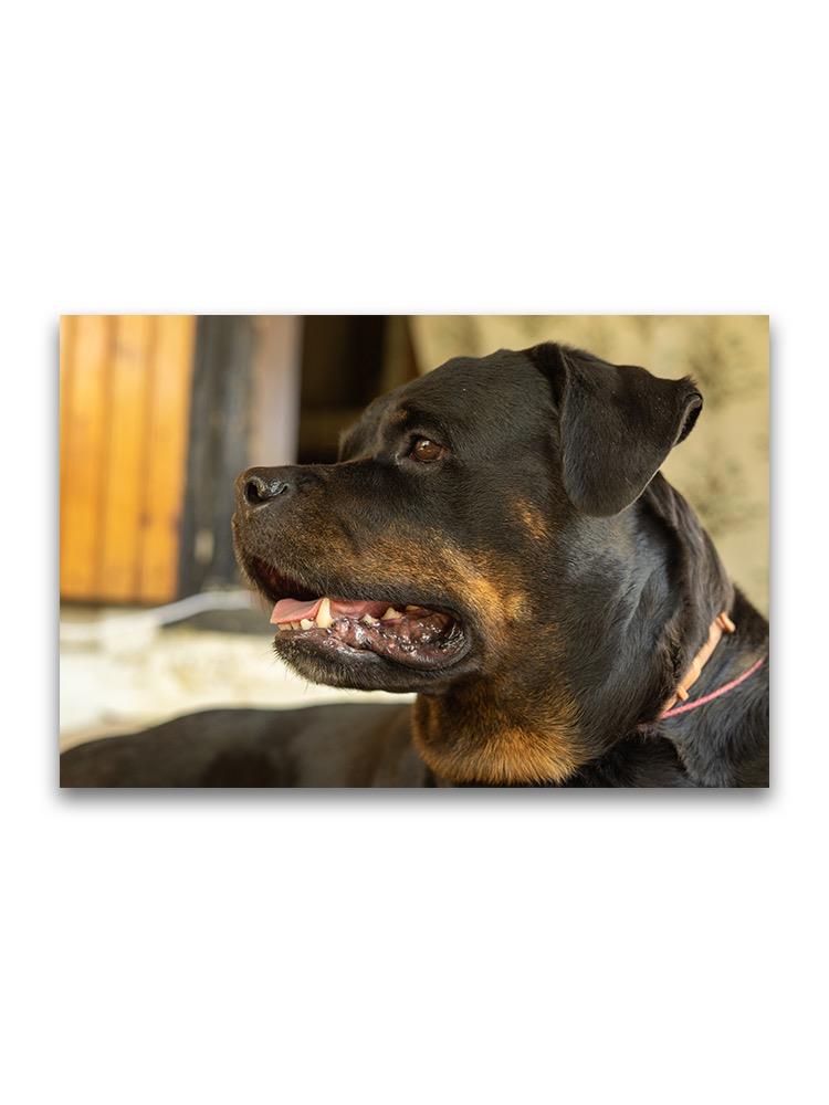 Side Portrait Of Rottweiler Poster -Image by Shutterstock