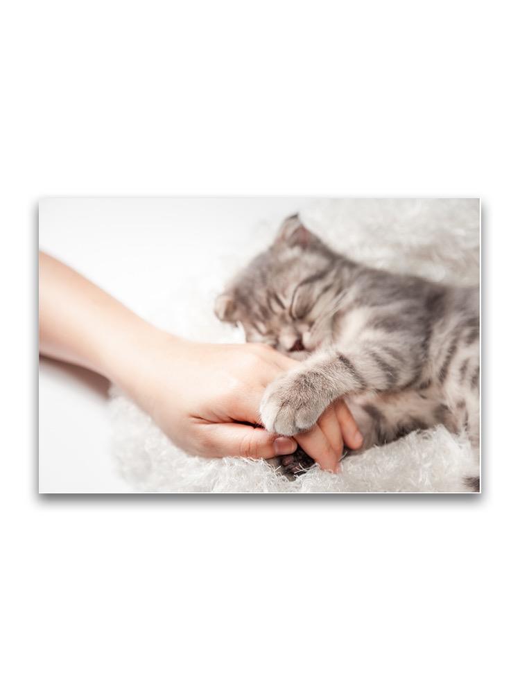 Sleepy Kitty Gripping On Hand Poster -Image by Shutterstock