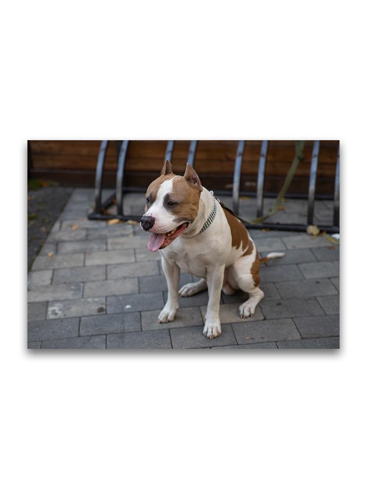Portrait Of American Pitbull  Poster -Image by Shutterstock