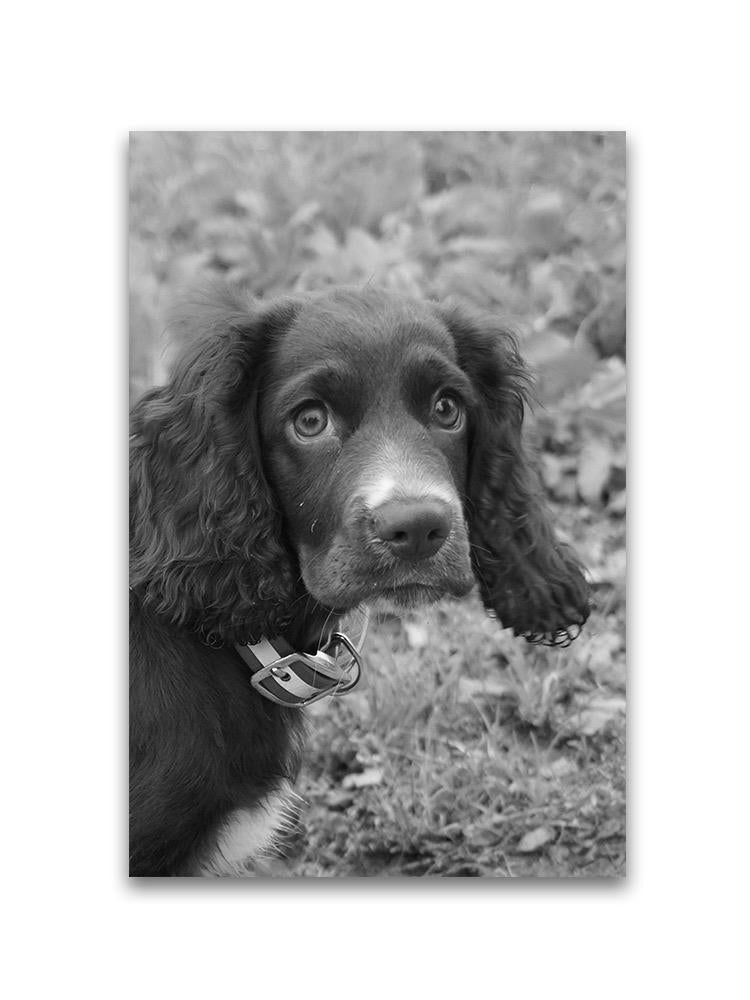 Spaniel Dog With Puppy Eyes Poster -Image by Shutterstock