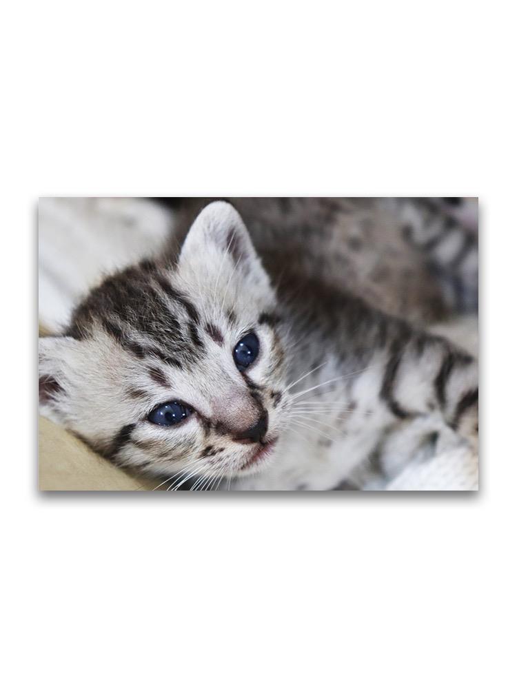 Lovely Tiny Kitten Poster -Image by Shutterstock