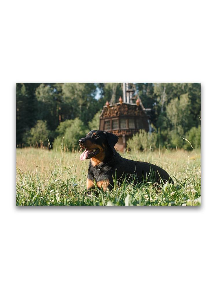 French Shepherd Lying On Grass Poster -Image by Shutterstock
